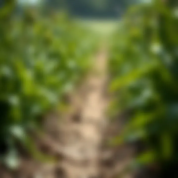 Impact of Carboxin on Crop Health Visual representation of healthy crops treated with carboxin