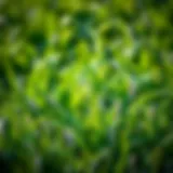 Exploring Citrablue St. Augustine Grass Seed Introduction