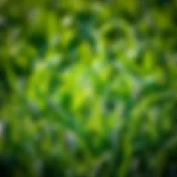Exploring Citrablue St. Augustine Grass Seed Introduction