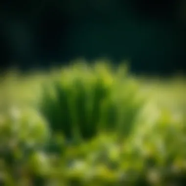 Notable Exploring Citrablue St. Augustine Grass Seed Notable Exploring Citrablue St. Augustine Grass Seed