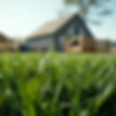 Exploring Citrablue St. Augustine Grass Seed Summary Exploring Citrablue St. Augustine Grass Seed Summary
