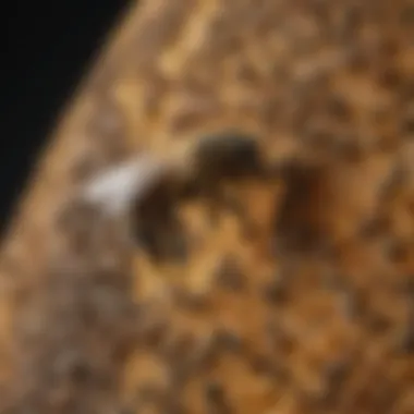 Application of mite strips in beehive