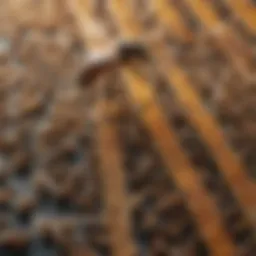 Close-up of honey bee mite strips