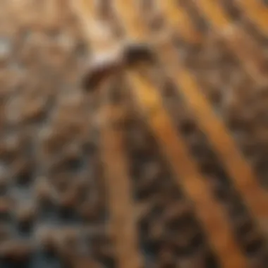 Close-up of honey bee mite strips