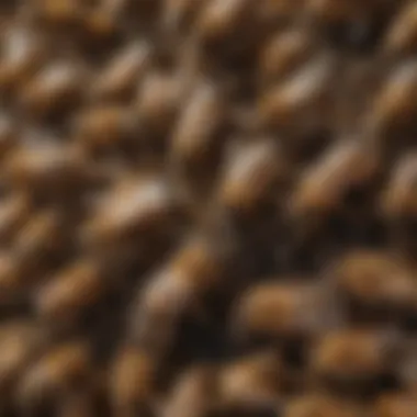 Bee colony with mite infestation