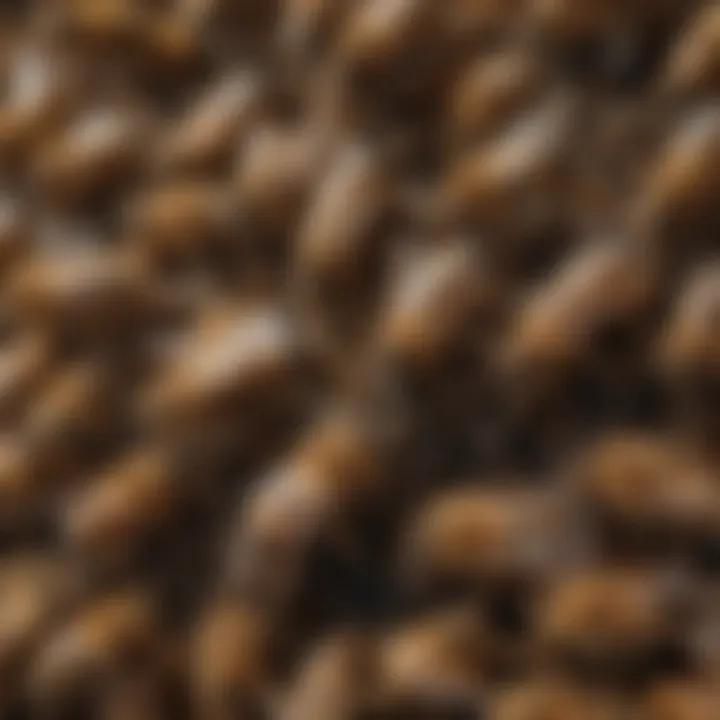 Bee colony with mite infestation