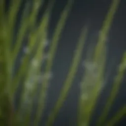 Close-up view of liquid centipede grass seed droplets