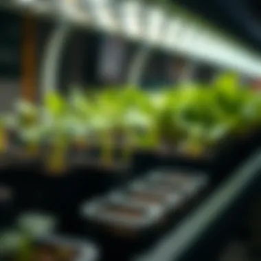 Exploring Seed Starter Kits with LED Light for Enhanced Plant Growth Summary