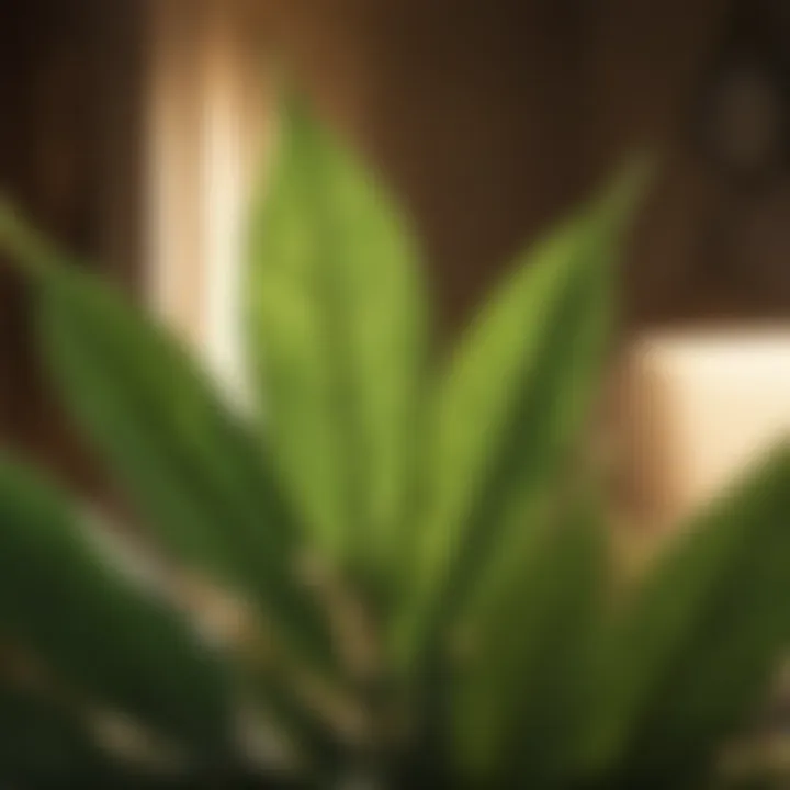Close-up of plant leaves under the glow of a sun lamp