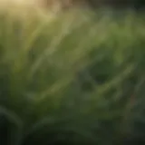 Close-up view of soft grass blades showcasing their fine texture