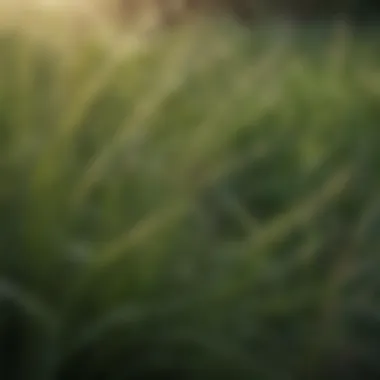 Close-up view of soft grass blades showcasing their fine texture