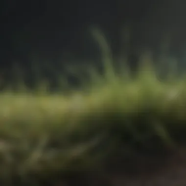 Comparison of Soft Grass Types and Growth Conditions Side-by-side comparison of soft grass types and their growth conditions