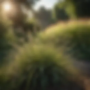 Diverse Soft Grasses in a Garden Landscape A lush garden with various types of soft grasses integrated into the landscape