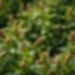 Exploring Statistical Tools for Data Analysis in Agriculture Introduction