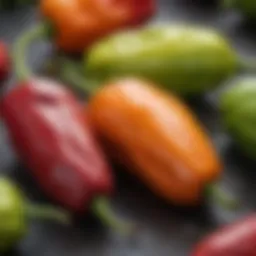 A close-up view of Bahamian goat peppers showcasing their vibrant colors and unique shapes.