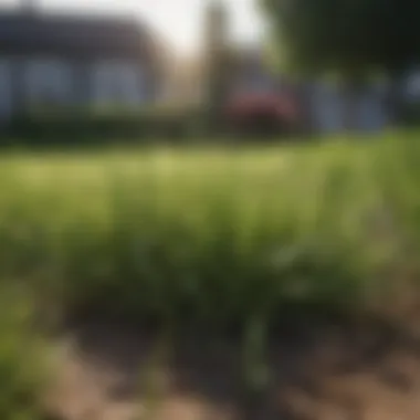 Healthy Grass Growth Lush green lawn showcasing healthy grass growth