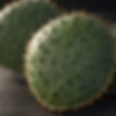 A close-up view of nopal pads highlighting their texture and freshness.