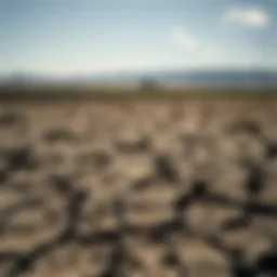 Drought-affected landscape with cracked soil