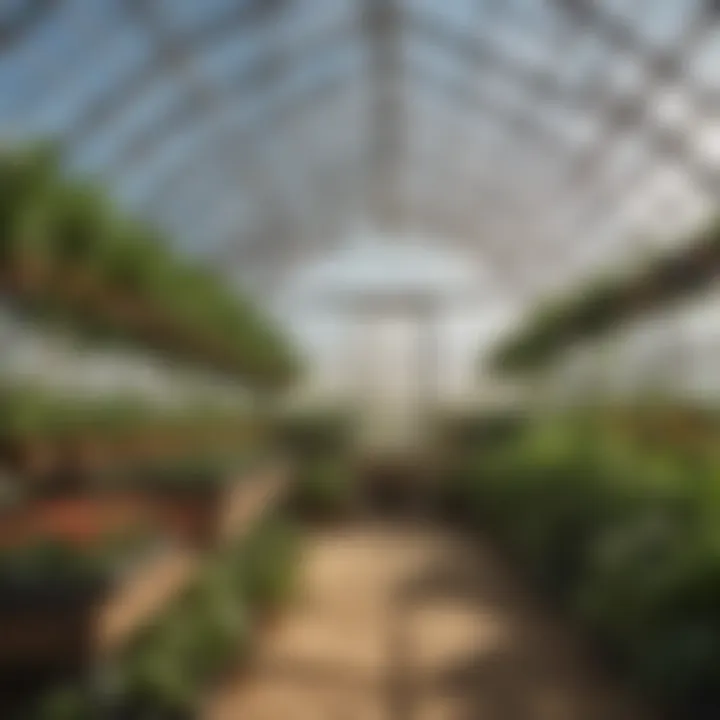 An interior view of a hoop house illustrating optimal growing conditions for plants.