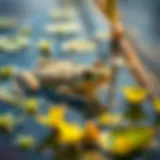 Exploring the Role of Plants in Frog Ponds Introduction