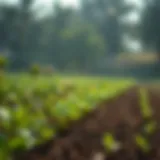 Exploring the Role of Soil Spectrometry in Modern Agriculture Introduction