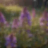 Close-up view of vibrant purple flowers found in common weed species