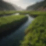 A lush green seaweed farm thriving in the ocean.