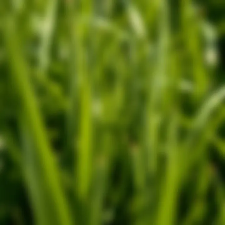 Detailed Texture of Fescue Sod Close-up of fescue sod textures revealing blade structure