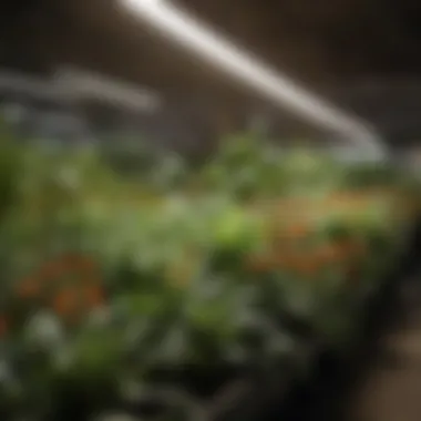 Specifications and Features of Flora LED Lights A detailed view of flora LED light specifications and features in a horticultural setting.