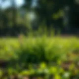Frequency and Best Practices for Aerating Bermuda Grass Introduction