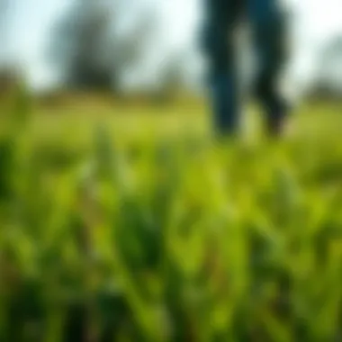 Notable Frequency and Best Practices for Aerating Bermuda Grass Notable Frequency and Best Practices for Aerating Bermuda Grass