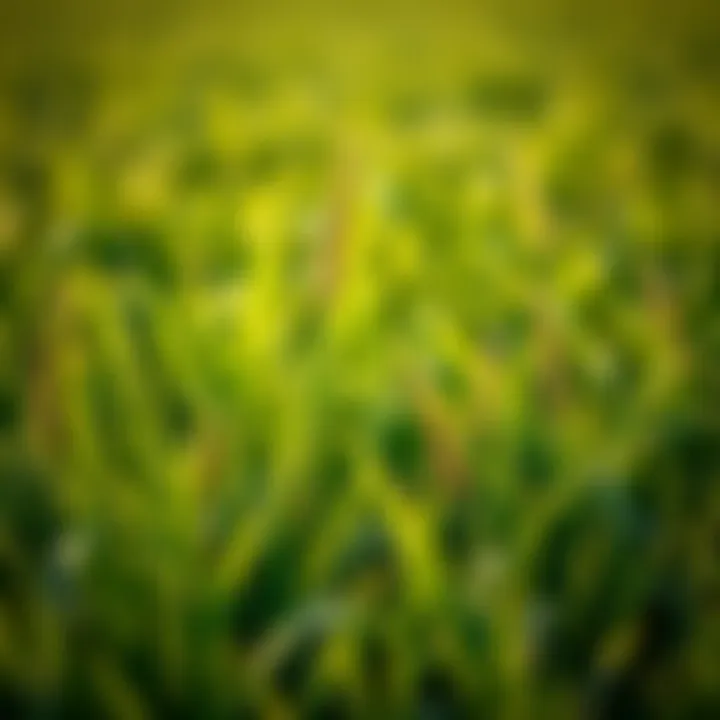 Frequency and Best Practices for Aerating Bermuda Grass Summary