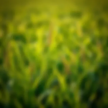 Frequency and Best Practices for Aerating Bermuda Grass Summary Frequency and Best Practices for Aerating Bermuda Grass Summary