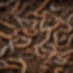 Close-up view of healthy compost worms in rich soil
