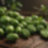 Vibrant green coffee beans on a branch