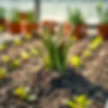Optimal Potting Soil for Asparagus Well-drained potting soil mixture for asparagus