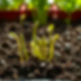Vibrant asparagus sprouts emerging from soil