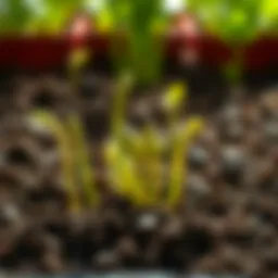 Vibrant asparagus sprouts emerging from soil