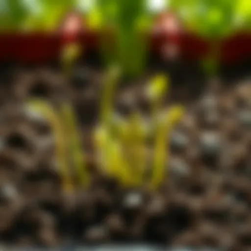 Vibrant asparagus sprouts emerging from soil