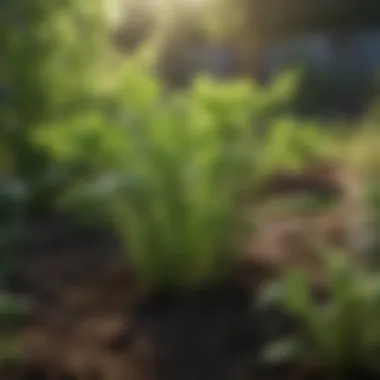 Vibrant celery plants thriving in a garden bed