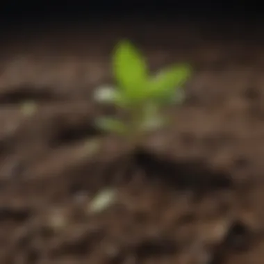 Freshly planted vanilla bean seedlings in rich soil