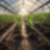 Vanilla bean seedlings in a greenhouse