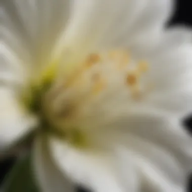 The Intricacies of Vanilla Flower Pollination Close-up of vanilla flower pollination