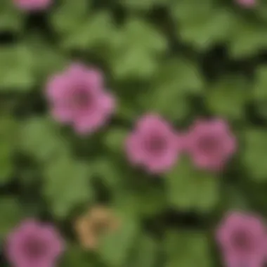 Distinctive Characteristics of Henbit Leaves Close-up of Henbit leaves showing distinctive shape and color