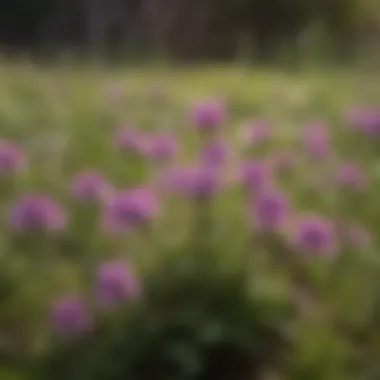 Vibrant Purple Blooms of Henbit Henbit flowering with vivid purple blooms in a lawn setting