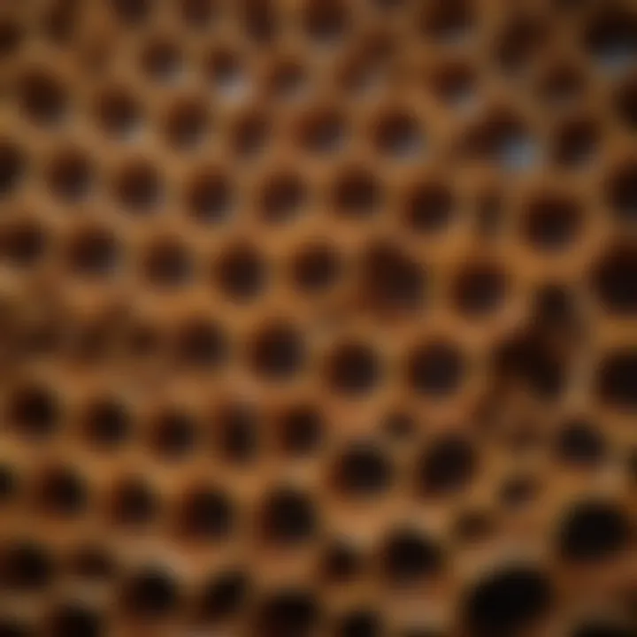 Inside a beehive showcasing hexagonal honeycomb filled with honey