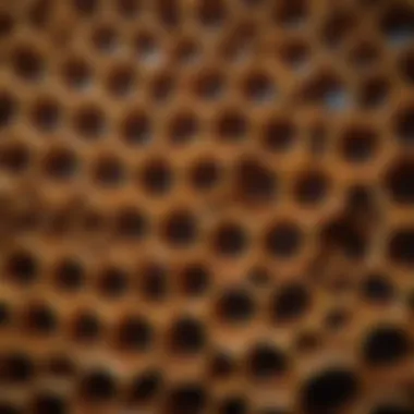 The Heart of the Hive: Honeycomb Structure Inside a beehive showcasing hexagonal honeycomb filled with honey