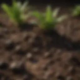 A close-up view of rich, dark soil with visible organic matter