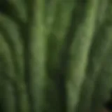 Close-up view of Poa annua leaves showcasing their unique texture and color