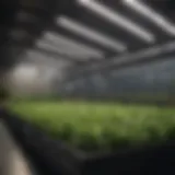 LED lights illuminating a hydroponic setup